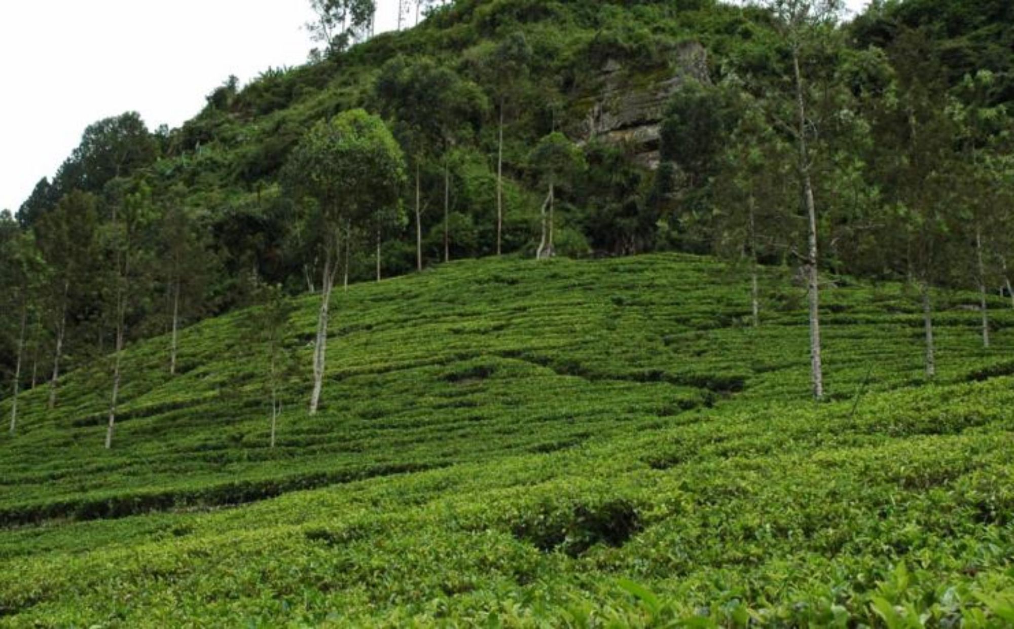 Cottage 42 Nuwara Eliya Dış mekan fotoğraf